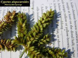 Image result for Cyperus alopecuroides