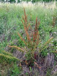 Image result for Rumex crispus