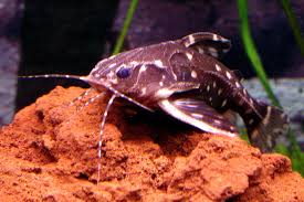 This peaceful, nocturnal species is a popular aquarium fish due to its pleasant temperament and curious nat. Agamyxis Pectinifrons Wikipedia