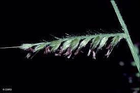 Image result for Oplismenus compositus