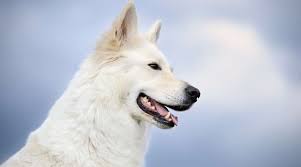 People who see the white german shepherd (wgs) automatically think that it is an albino gsd however, some of these puppies can carry the recessive white gene. White German Shepherd Dog Breed Info Puppy Prices More
