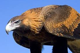 Wedge Tail Eagle Birds Of Prey Wedge Tailed Eagle Pet Birds