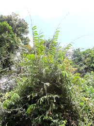 Image result for Raphia gentiliana