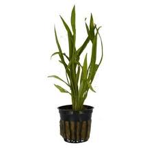 scientific name echinodorus sp care level easy temperature range description pygmy sword plant that stays on the smaller plants planted aquarium sword