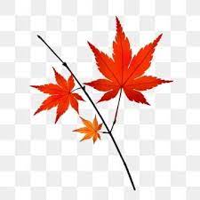 Maple Leaf Red Leaves Leaves Fall Maple Leaf Clipart Decoration Maple Leaf Illustration Png Transparent Clipart Image And Psd File For Free Download Autumn Leaves Maple Leaf Red Leaves