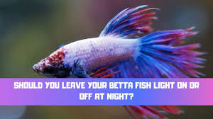 Betta Fish Light On Or Off At Night Betta Care Fish Guide
