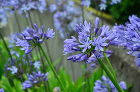 How To Plant Agapanthus Africanus African Blue Lily Dearplants Com