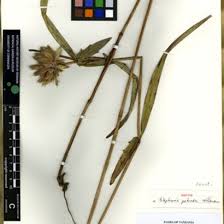 Image result for Striga aspera