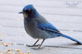 Image result for Cyanastrum johnstonii