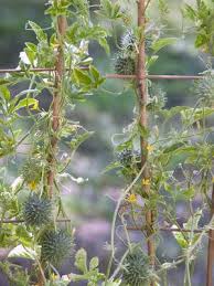 Image result for Cucumis hirsutus