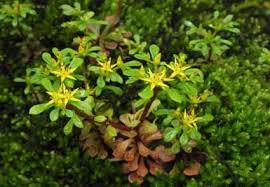 Image result for Dryopteris schizopaleata