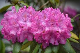 Instagram Photo By Michele Walfred May 15 2016 At 8 36pm Utc Flowers Instagram Rhododendron