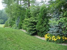 Most often, we see evergreen hedges used to create a living, privacy border. Pin On Backyard Landscape