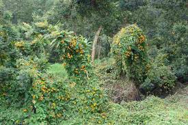 Image result for Thunbergia alata