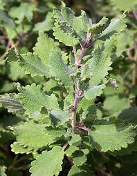 Image result for Tetradenia urticifolia