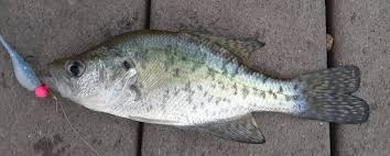 Bobby Garland Baby Shad