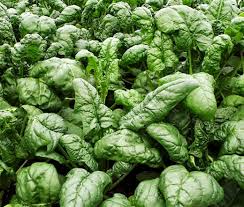 Image result for Spinacia oleracea