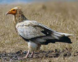 Select from premium egyptian vulture of the highest quality. Egyptian Vulture Wikipedia