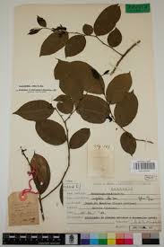 Image result for Carpolobia alba