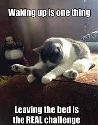 Good Morning Memes 40 Best Morning Images For A Good Lol In 2020 Funny Good Morning Memes Funny Animal Jokes Funny Animal Memes