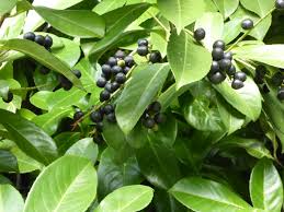 The aim of this study was to investigate how effective its extract would be against. Cherry Laurel And Other Cyanide Containing Plants Veterinary Poisons Information Service
