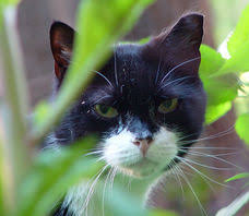 15, kaunas, lt 51226 phone: Neighborhood Cats How To Tnr What Is Tnr