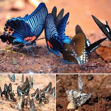 Do not try to offer them alternate food plants. What Do Butterflies Eat Liquids Nectar From Flowers Or Juices From Fruit