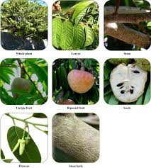 Image result for Annona reticulata