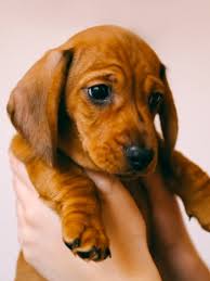 Perros