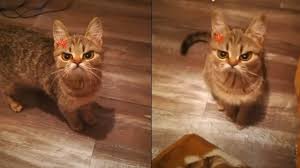 Ayer hicimos homenaje a arvizu y se enojaron porque pusimos a benito bodoque, estos andan de un. El Nuevo Grumpy Cat Este Gatito Enojon Tiene Enamorado A Tik Tok Video