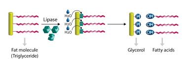 Image result for Lipid