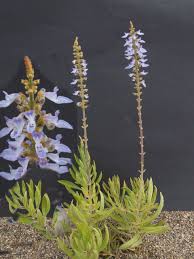 Image result for Aeollanthus