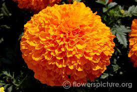 Pin On Marigold Calendula