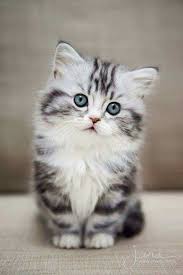 Sanki Masum Kasi Cats Pets Cute Kittens Cutest American Bobtail Cat Cute Cats And Kittens