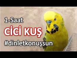 konusan muhabbet kusu fistik cici kus 1 saat gercek muhabbet kusu ses kaydindan derlenmistir youtube