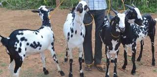 barbari goat farming information guide goat farming