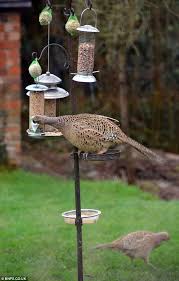 Small Birds Of Upstate Ny We Get A Better Class Of Bird In Our Garden Pheasants Dwarf Common Garden Birds As They Help Themselves To Feeder Nuts Common Garden Birds Bird Garden Garden Bird Feeders