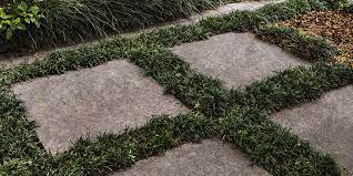 How To Grow Mondo Grass Between Pavers Bunnings Warehouse Mondo Grass Grass Between Pavers Grass Pavers