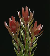 Flower Availability Protea Leucadendron Leucospermum Telopea Berzelia Boronia Protea Plant Plants Flowers