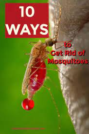 Spraying foliage such as shrubs, the lower limbs of shade trees, and other plants with an insecticide can also help. 10 Ways To Get Rid Of Mosquitoes Homestead Backyard Diy Mosquito Repellent Mosquito Repellent Homemade Mosquito
