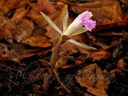 Image result for Nervilia