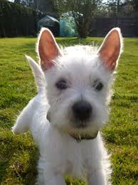 The adoption process was thorough, but entirely reasonable. Westies In Need West Highland White Terrier Rescue And Rehoming