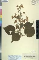 Image result for Abutilon longicuspe