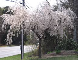 Maybe you would like to learn more about one of these? Yoshino Cherry Trees Blooming In Spring Yoshino Cherry Tree Yoshino Cherry Cherry Tree