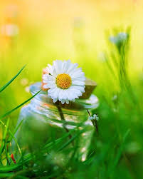 Image Result For Best Whatsapp Nature Dp Happy Flowers Sunflowers And Daisies Love Flowers