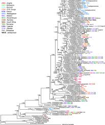 Image result for Anisopappus paucidentatus