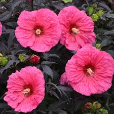 Always make sure that your growing hibiscus plant has excellent drainage. Summerific Evening Rose Hardy Hibiscus Plants For Sale Free Shipping