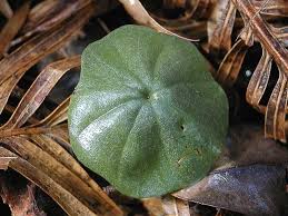 Image result for Nervilia petraea