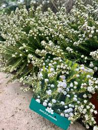 Image result for Phylica ericoides