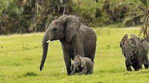 Maybe you would like to learn more about one of these? List 20 Must See African Animals When On A Safari Safari Animals